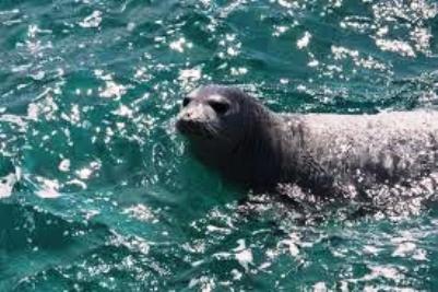 foca.jpg