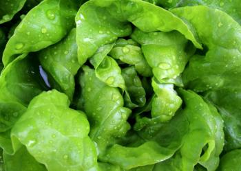 insalata.jpg